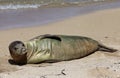 Monk Seal, Hawaii