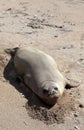 Monk Seal, Hawaii