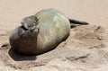 Monk Seal, Hawaii