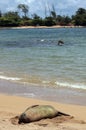 Monk Seal, Hawaii