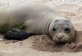 Monk Seal, Hawaii