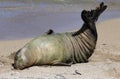 Monk Seal, Hawaii