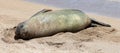 Monk Seal, Hawaii