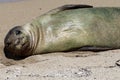 Monk Seal, Hawaii