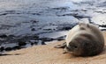 Monk Seal Niihau Hawaii by Reflecting Pool Royalty Free Stock Photo