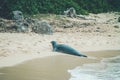 Monk seal walk out of the water in Hawaii, US.