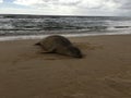 Monk Seal in Winter in Kakaha on Kauai Island, Hawaii. Royalty Free Stock Photo