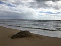 Monk Seal in Winter in Kakaha on Kauai Island, Hawaii. Royalty Free Stock Photo