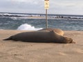 Monk Seals Beach Out