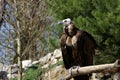 Monk Vulture Royalty Free Stock Photo