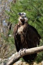 Monk Vulture Royalty Free Stock Photo