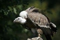 Monk vulture Royalty Free Stock Photo