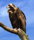 A monk vulture Aegypius monachus Royalty Free Stock Photo
