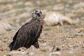 Monk vulture Royalty Free Stock Photo
