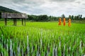 Monk Walk on Terrace rice field over the mountain