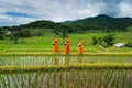 Monk Walk on Terrace rice field over the mountain