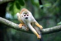 Monkey Royalty Free Stock Photo