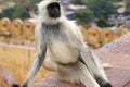 Monkey Royalty Free Stock Photo