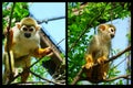 Monkey Royalty Free Stock Photo