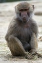 Monkey Royalty Free Stock Photo