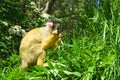 Monkey Royalty Free Stock Photo