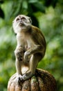 Monkey Royalty Free Stock Photo