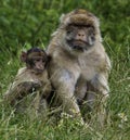 Monkey Royalty Free Stock Photo