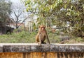 Monkey Royalty Free Stock Photo
