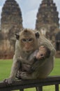monkey-27 Royalty Free Stock Photo
