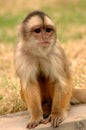 Monkey Royalty Free Stock Photo