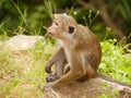 Monkey Royalty Free Stock Photo