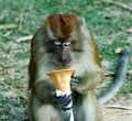 Monkey Royalty Free Stock Photo