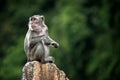 Monkey Royalty Free Stock Photo