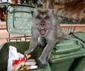 Monkey Royalty Free Stock Photo