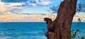 Monkey in afrika on the tree stareing at the ocean Royalty Free Stock Photo