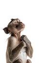 Monkey alone against transparent backdrop Royalty Free Stock Photo