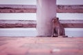 Monkey alone Royalty Free Stock Photo
