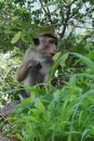 Monkey alone in the forest Royalty Free Stock Photo
