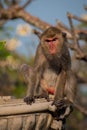 Monkey alone in the middle city Cheerfulness Royalty Free Stock Photo