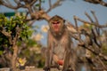 Monkey alone in the middle city Cheerfulness Royalty Free Stock Photo