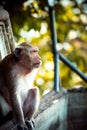 Monkey alone in the middle city Cheerfulness Royalty Free Stock Photo