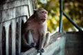 Monkey alone in the middle city Cheerfulness Royalty Free Stock Photo