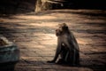 Monkey alone in the middle city Cheerfulness Royalty Free Stock Photo