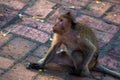Monkey alone in the middle city Cheerfulness Royalty Free Stock Photo