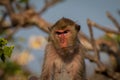 Monkey alone in the middle city Cheerfulness Royalty Free Stock Photo