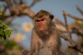 Monkey alone in the middle city Cheerfulness Royalty Free Stock Photo