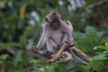Monkey alone in tree street Bali now Royalty Free Stock Photo