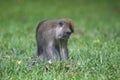 Monkey alone Royalty Free Stock Photo