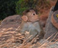 Monkey in ancient Hampi, Karnataka state. India