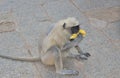 Monkey in ancient Hampi, Karnataka state. India